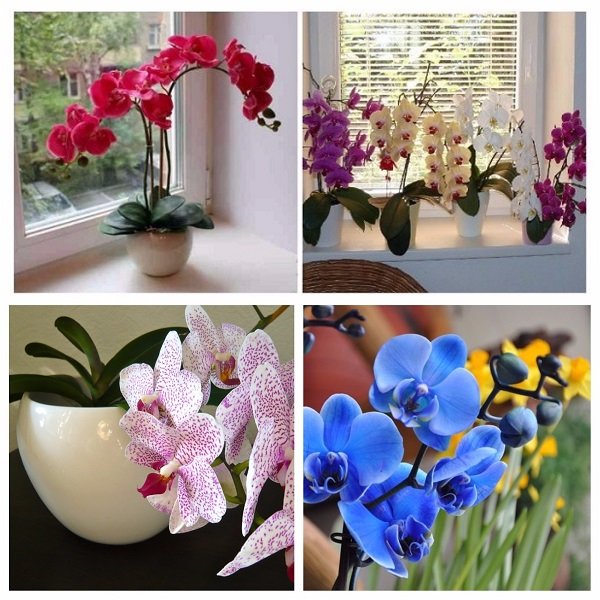 Fleurs inanimées dans la maison et signes à leur sujet - vaut-il la peine d'acquérir un tel décor