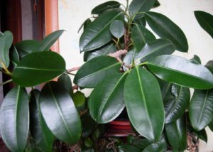 Ami ou ennemi dangereux : pourquoi le ficus ne doit pas être gardé à la maison