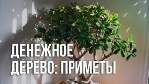 Pourquoi vous ne pouvez pas garder les violettes à la maison: vaut-il la peine de croire les signes