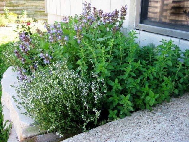 4 conseils pour utiliser la menthe pour garder votre maison fraîche