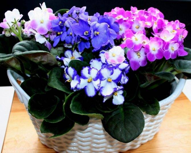 Est-il possible de garder des orchidées à la maison (phalaenopsis)