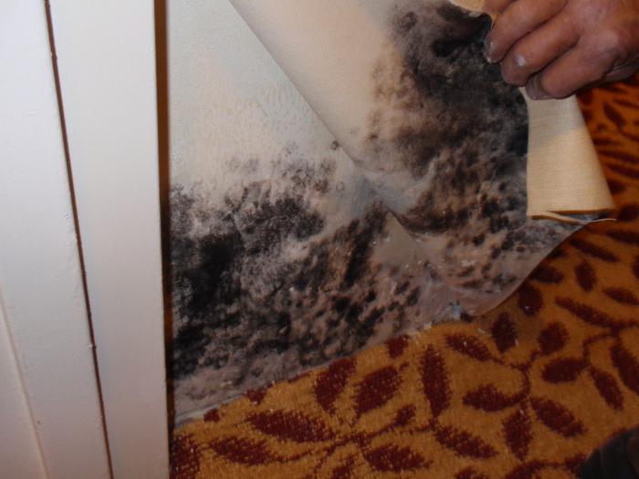Moisissure noire : ce qui est dangereux pour la santé, comment s'en débarrasser (remède contre la moisissure noire)