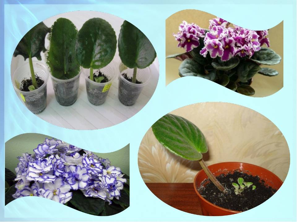 Violettes à la maison: est-ce bon ou mauvais, quels dommages et avantages ils apportent, comment ils affectent la santé et la vie de famille des gens, s'ils sont toxiques pour les chats et dangereux pour l'homme, quelles propriétés magiques ils ont dans un appartement, ainsi que le avantages et inconvénients de la salle senpolia