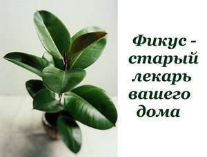 Ficus benjamin, caoutchouc, mélanie et autres variétés : signes et superstitions