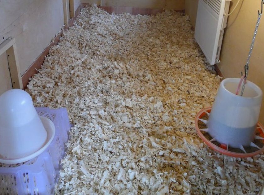 Comment isoler un poulailler