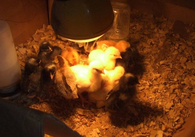 Lampes infrarouges domestiques : comment choisir une ampoule infrarouge + revue des meilleurs fabricants