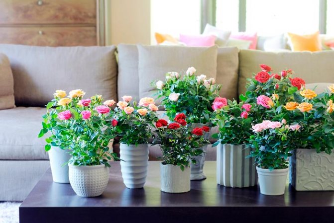 Incontournable : quelles fleurs doivent avoir dans la maison ?