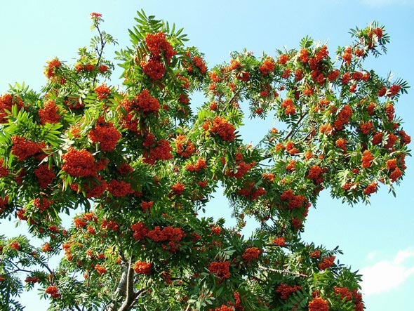 Climatiseur à canaux à ventilation forcée : subtilités de choix et d'installation