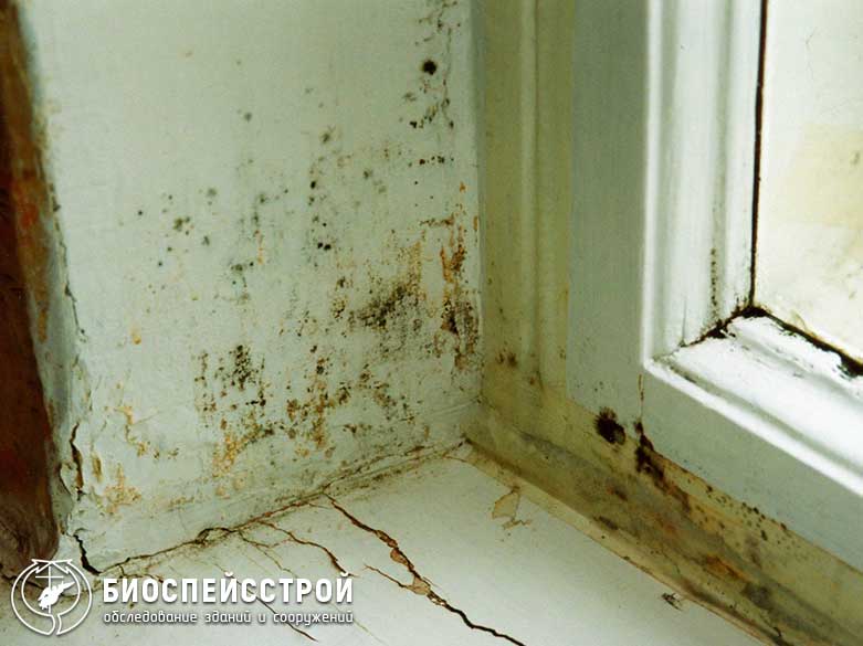 Quel est le danger de la moisissure noire dans la maison pour le corps humain et comment s'en débarrasser: conseils