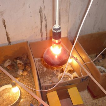 Chauffer un poulailler en hiver : quel chauffage est le meilleur, le plus économique et le plus sûr ? évaluation des meilleures options