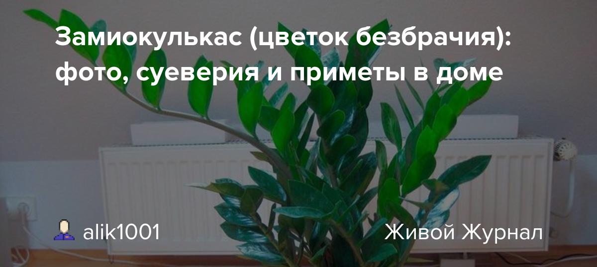 Pourquoi vous ne pouvez pas garder une rose chinoise à la maison : signes et faits