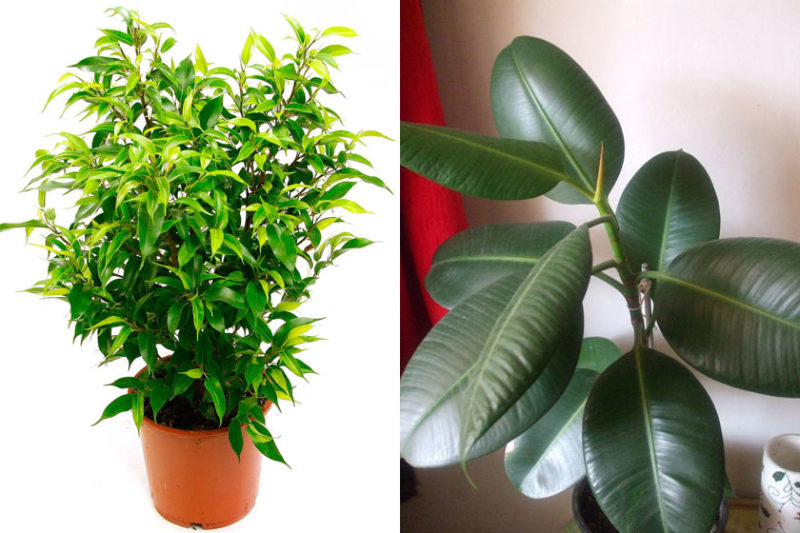 Est-il possible de garder un ficus à grandes feuilles à la maison - signes